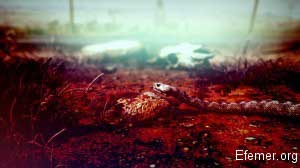Змея Hitman: Absolution