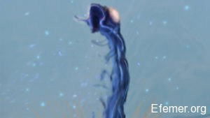 Sand Worm