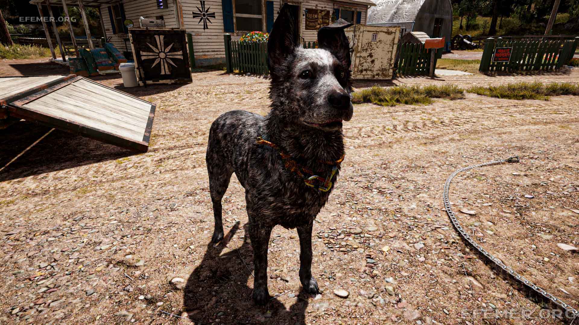 Пёс Бумер из игры Far Cry 5